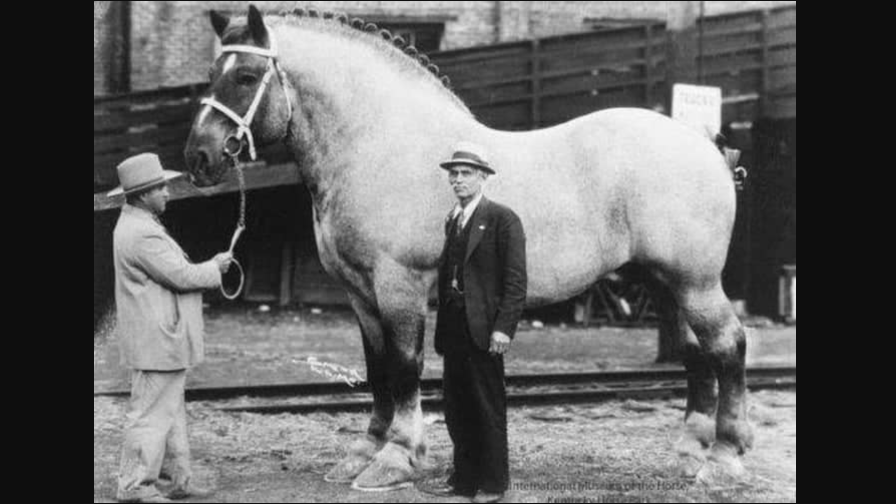 Sampson, the largest horse in history.