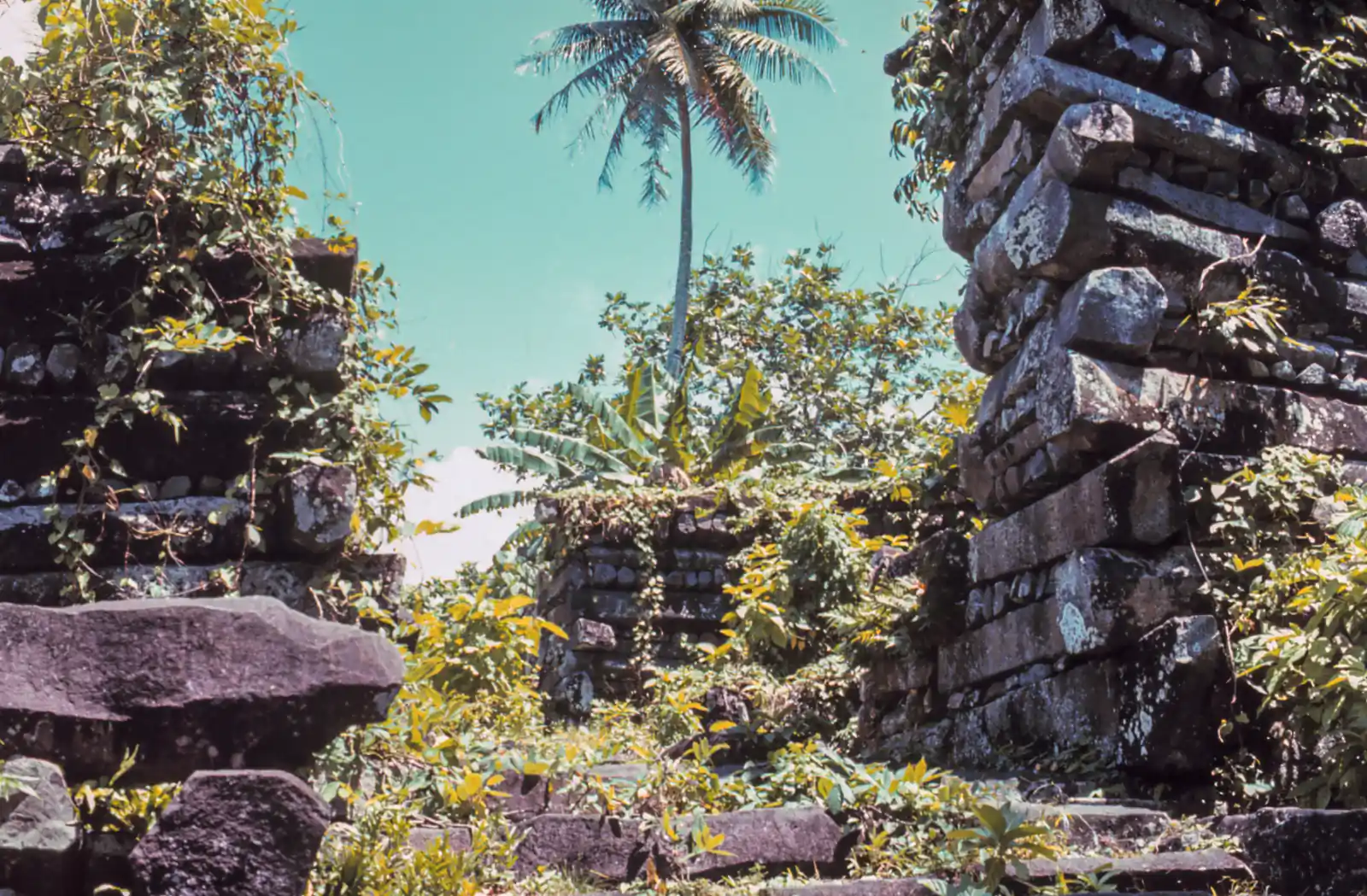 Basalt walls and tropical vegetation within the ruined ceremonial centre of Nan Madol on Pohnpei.